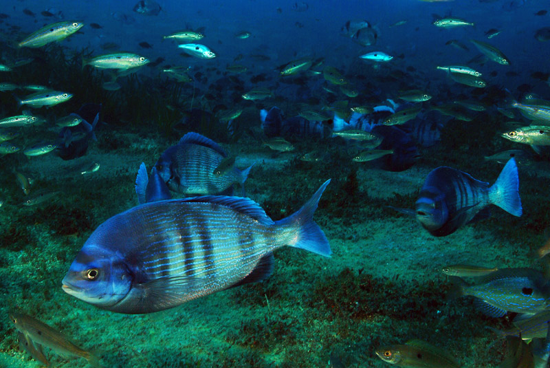 Spondyliosoma cantharus  in riproduzione